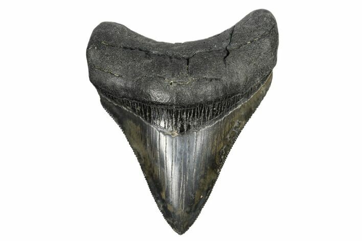 Serrated, Fossil Megalodon Tooth - South Carolina #168141